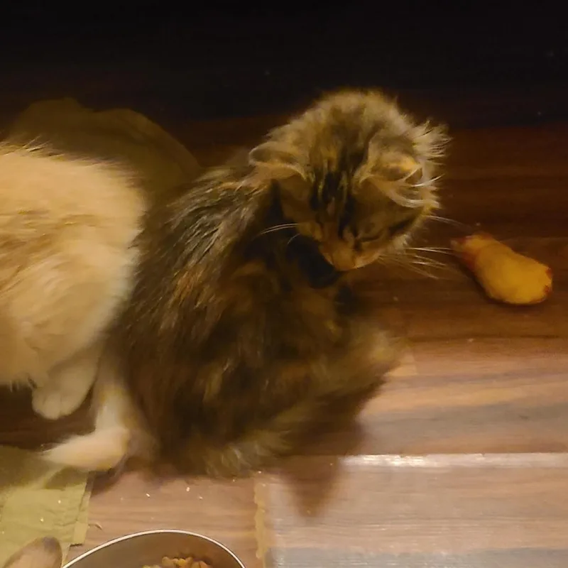 A baby small-sized female Domestic Medium Hair cat named Mud Song for adoption in Fredericksburg, VA
