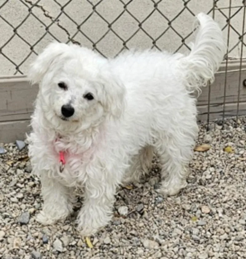 A baby small-sized female Bichon Frise dog named Misty for adoption in Salt Lake City, UT