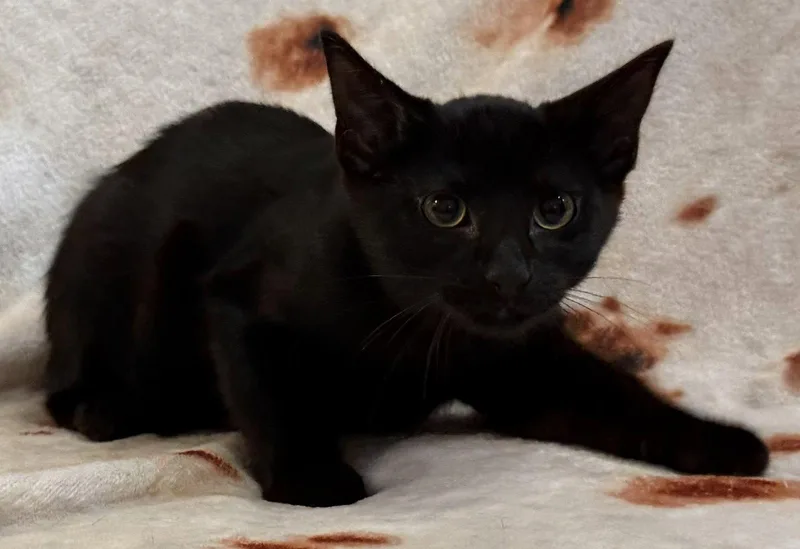 A baby small-sized male Black Domestic Short Hair cat named Casper for adoption in Kansas City, MO