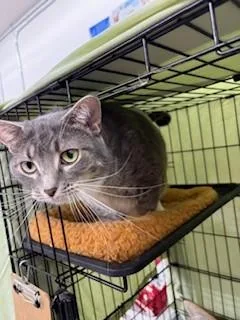 A senior large-sized female Domestic Short Hair cat named Sasha for adoption in Black River Falls, WI