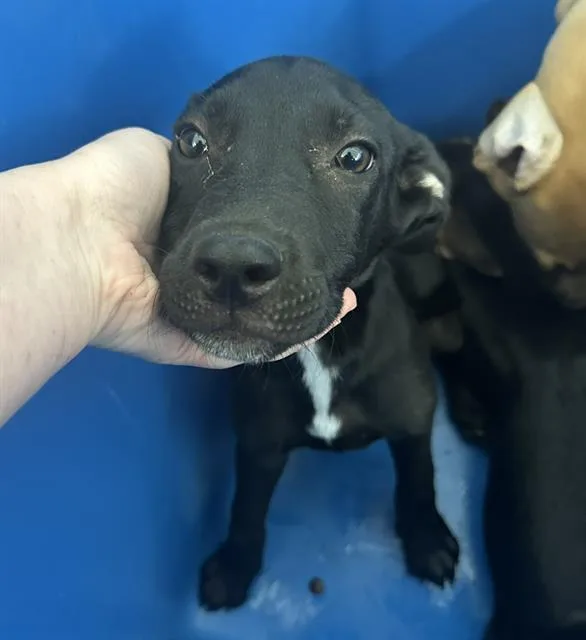 A baby large-sized male Mixed Breed dog named Sploosh for adoption in Dallas, TX