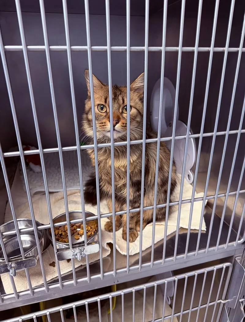 An adult medium-sized male Tabby (Tiger Striped) Domestic Medium Hair cat named Bay Leaf for adoption in Amsterdam, NY