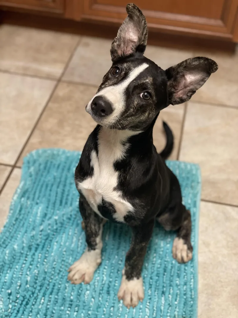 A baby medium-sized female Black Mixed Breed dog named Taylor for adoption in Lacon, IL