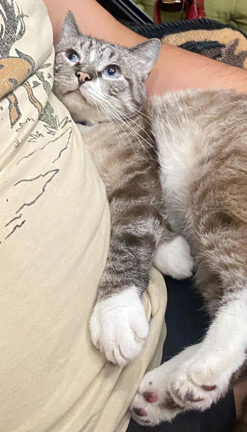An adult large-sized male Seal Point Siamese cat named Flap Jack for adoption in Lees Summit, MO