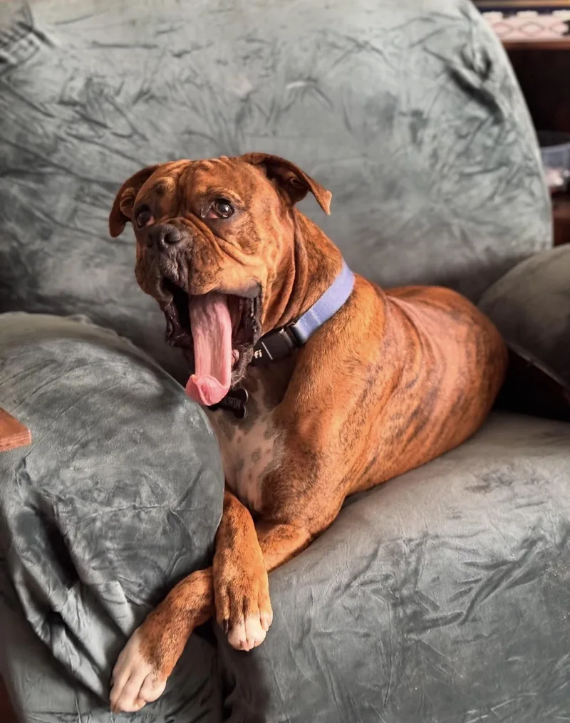 An adult medium-sized male Brindle Boxer dog named Darwin for adoption in Middlesex, NJ