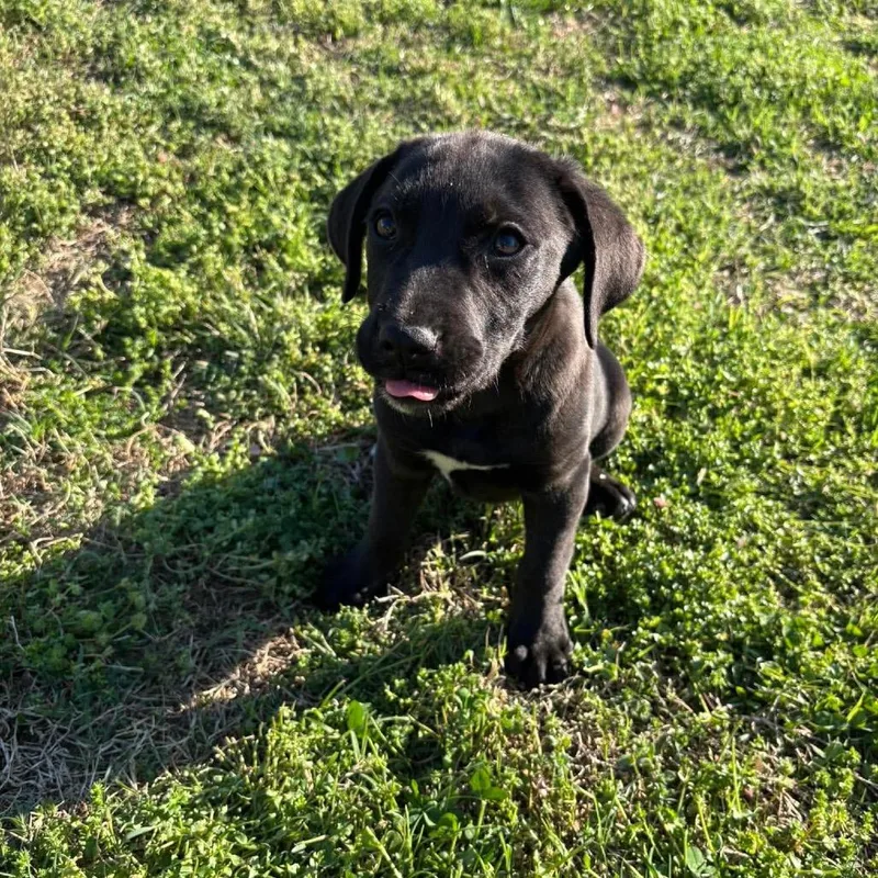 A baby medium-sized male Black Mixed Breed dog named Richard Webber for adoption in Fredericksburg, VA