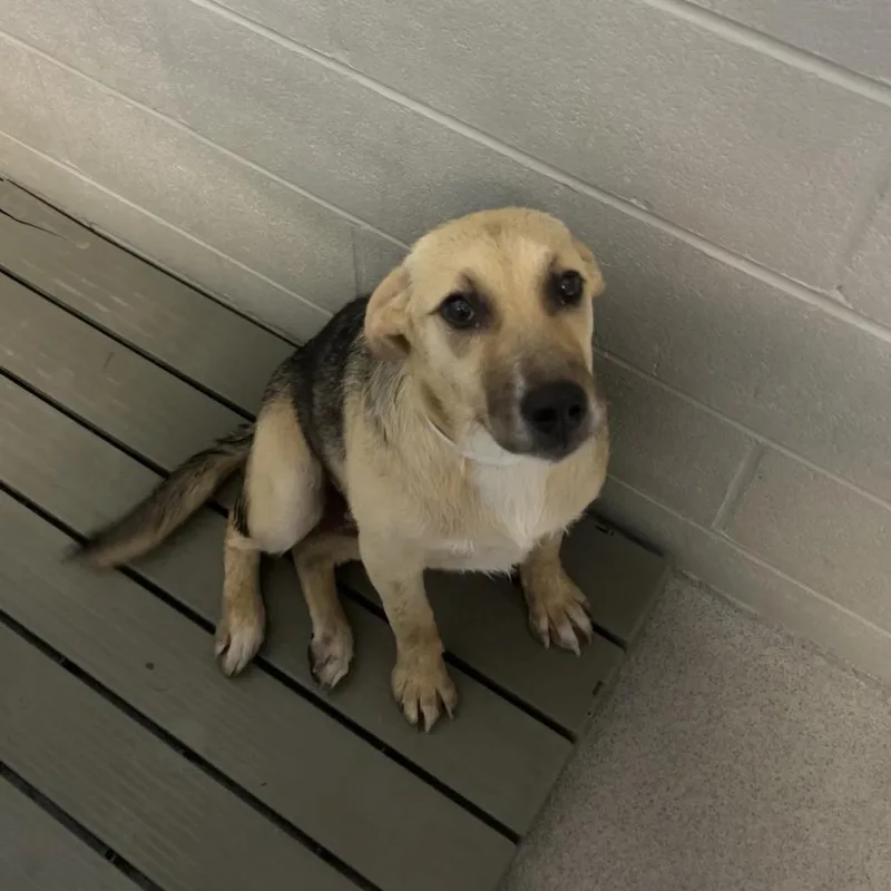 A young medium-sized female Black German Shepherd Dog dog named Pearl for adoption in Birmingham, AL