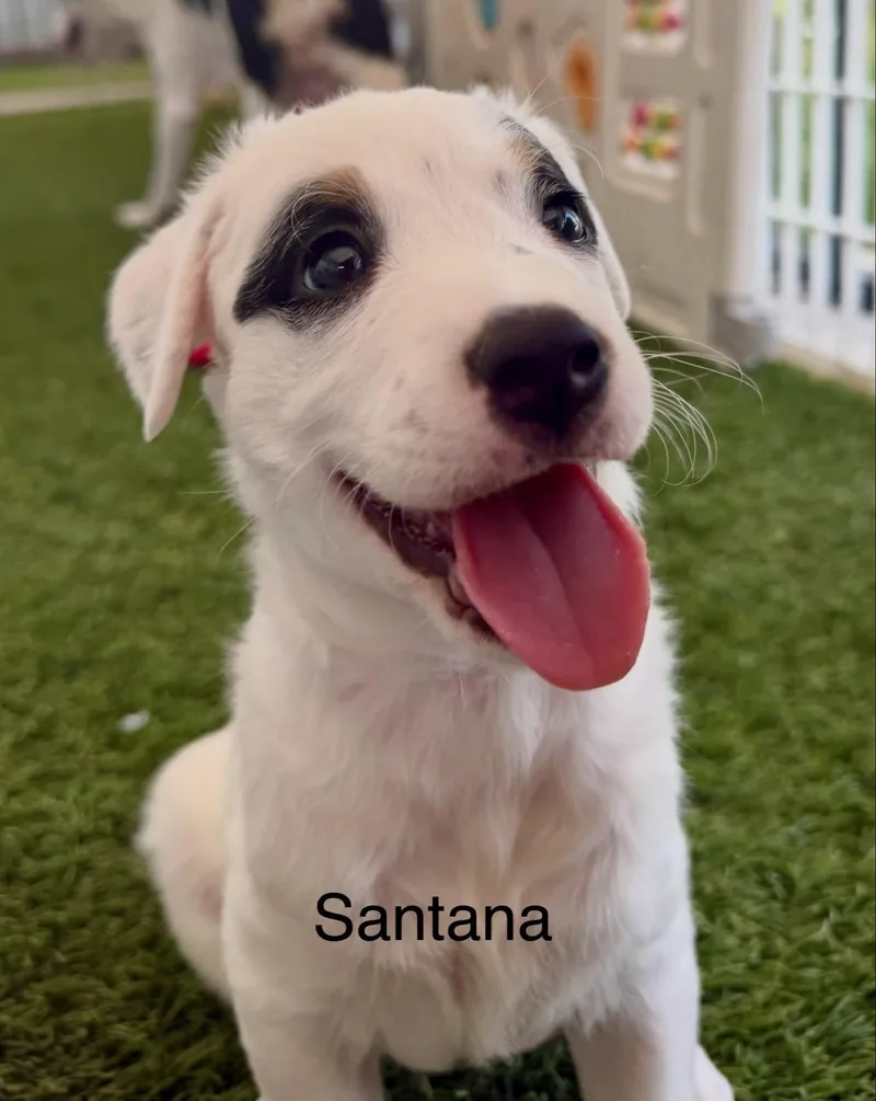 Santana thumbnail 2