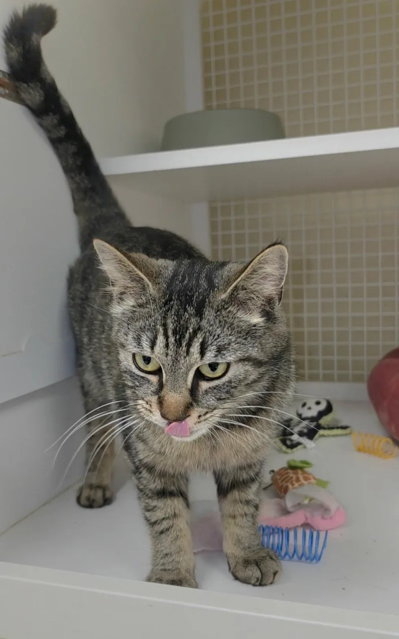 A young medium-sized female Tabby (Brown / Chocolate) Domestic Short Hair cat named Jenny for adoption in Greenwood, IN