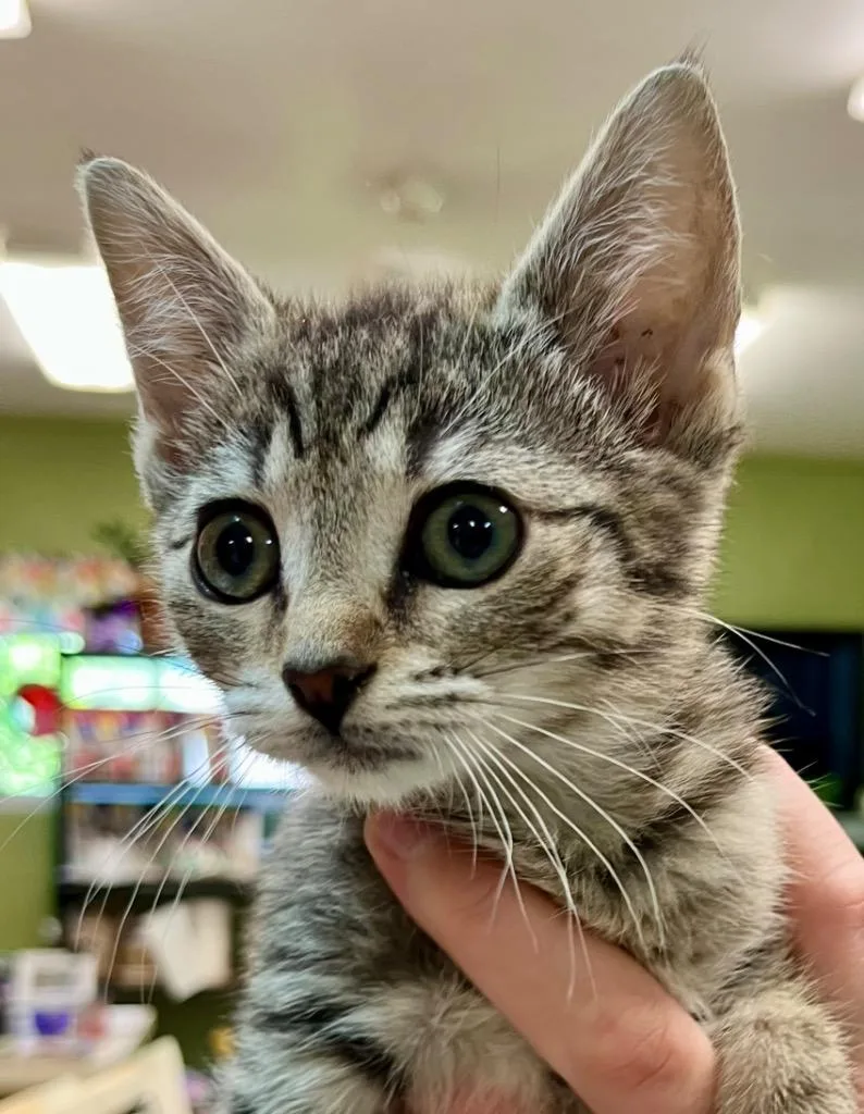 A baby medium-sized female Domestic Short Hair cat named Darn for adoption in Burnsville, NC