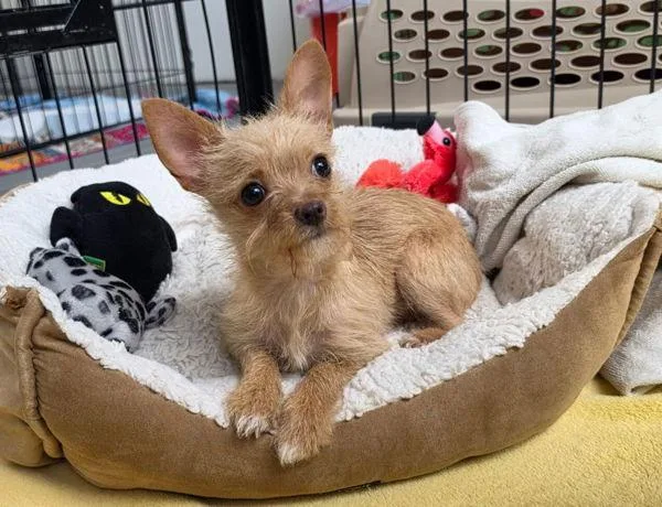 A baby small-sized female Yorkshire Terrier dog named Sydney for adoption in Novato, CA