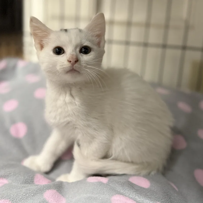 A baby medium-sized male White Domestic Short Hair cat named Koji for adoption in Pawleys Island, SC