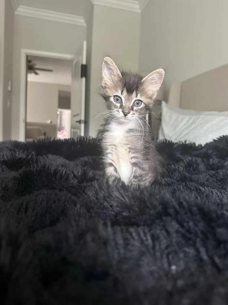A baby medium-sized male Tiger cat named Wai for adoption in Wesley Chapel, FL