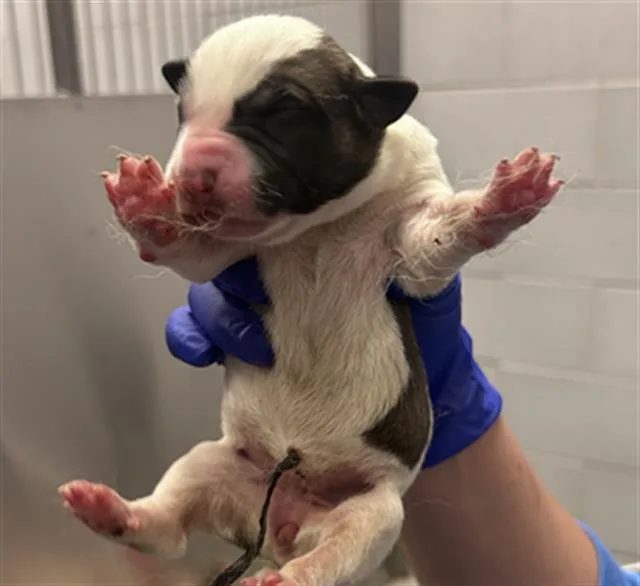 A baby small-sized female Mixed Breed dog named Neptune for adoption in Dallas, TX