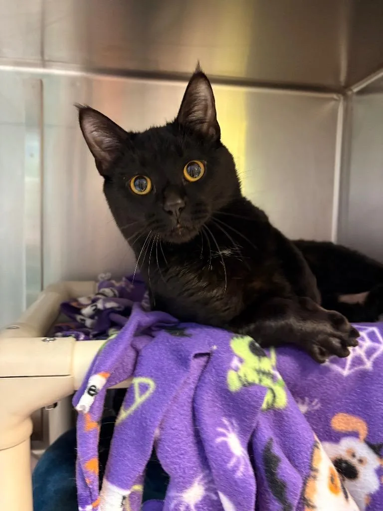 A young small-sized male Domestic Short Hair cat named Ike for adoption in Detroit, MI