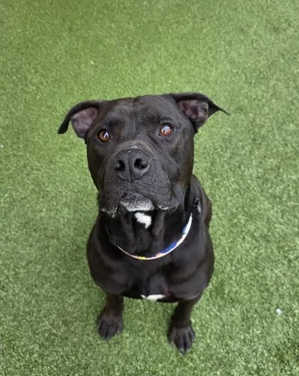 An adult large-sized male Mixed Breed dog named Jake for adoption in Independence, MO