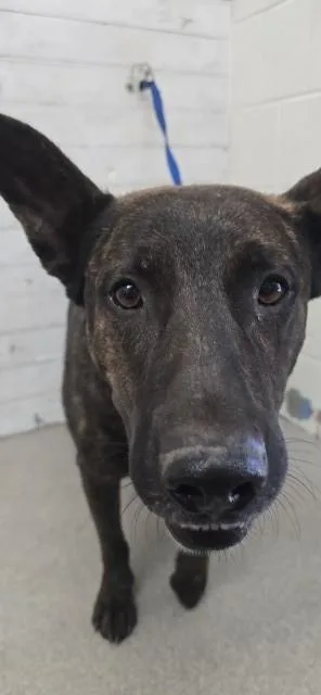 An adult medium-sized male Belgian Shepherd / Malinois dog named Rex for adoption in San Bernardino, CA