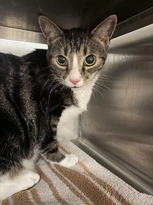 An adult large-sized male Domestic Short Hair cat named Bubbles for adoption in Gastonia, NC