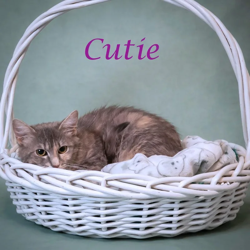 An adult medium-sized female Gray / Blue / Silver Domestic Short Hair cat named Cutie C for adoption in Lebanon, TN
