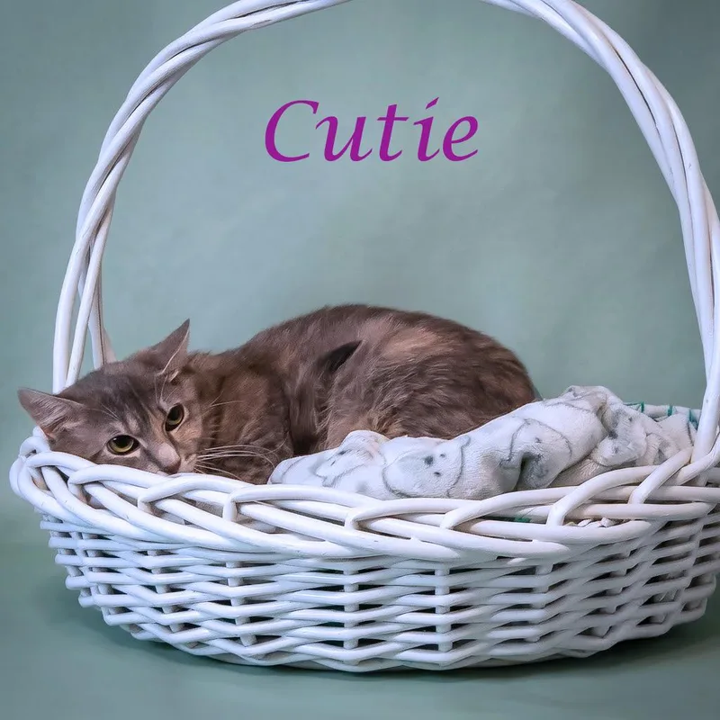 Cutie C thumbnail 2