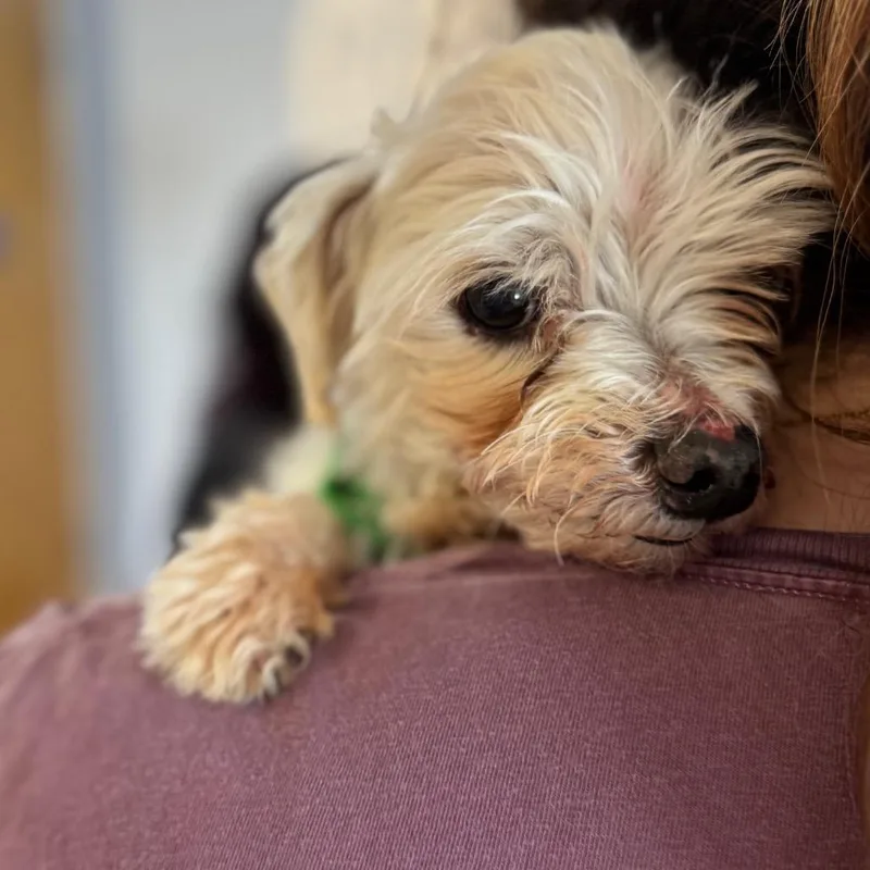 Chewy