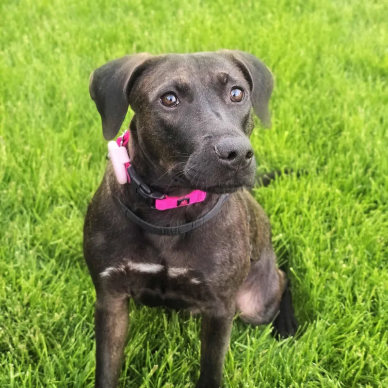 An adult medium-sized female Brown / Chocolate Retriever dog named Latte for adoption in Itasca, IL