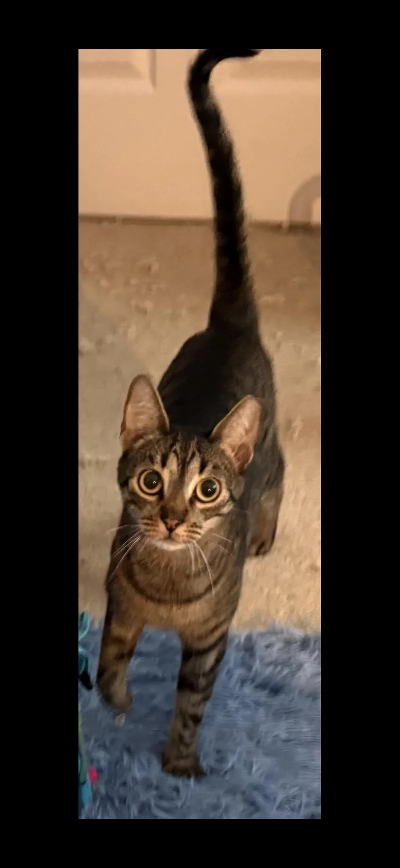 An adult medium-sized female Domestic Short Hair cat named Cleo for adoption in Springfield, VA