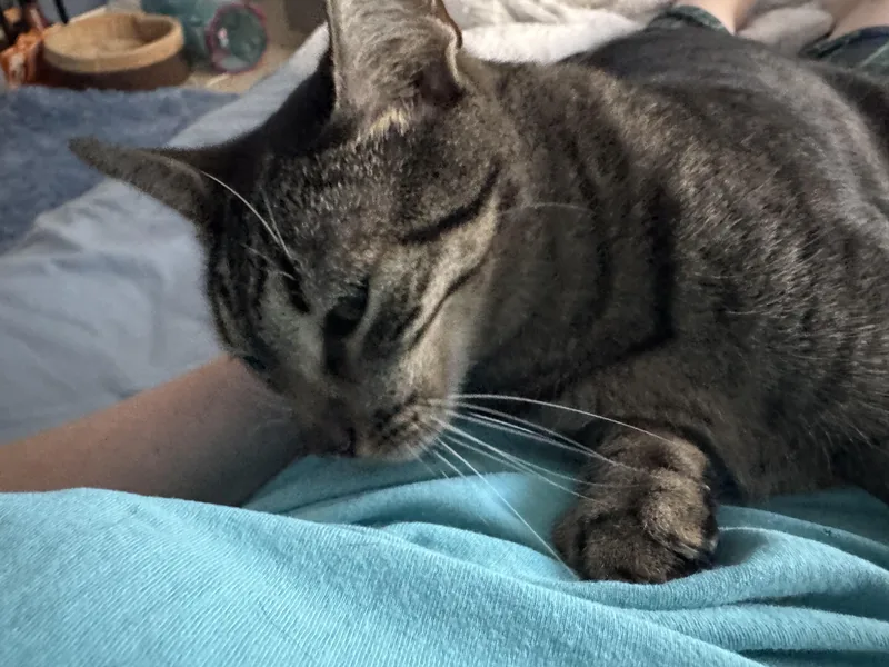 Cleo thumbnail 2