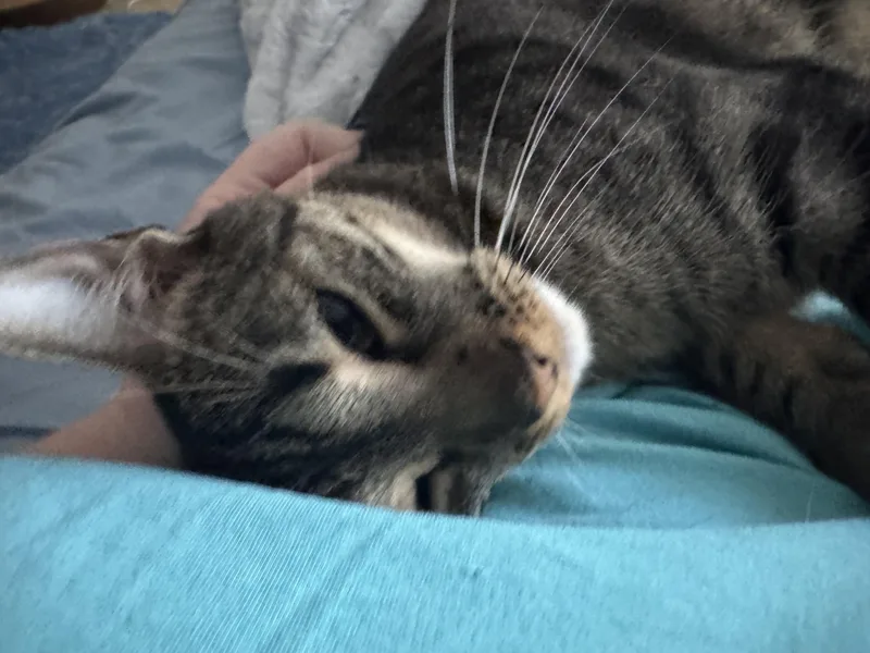 Cleo thumbnail 3