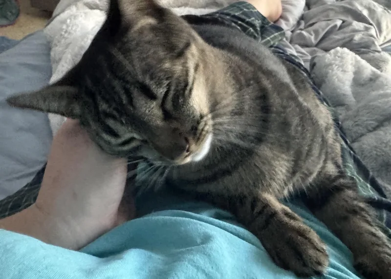 Cleo thumbnail 4
