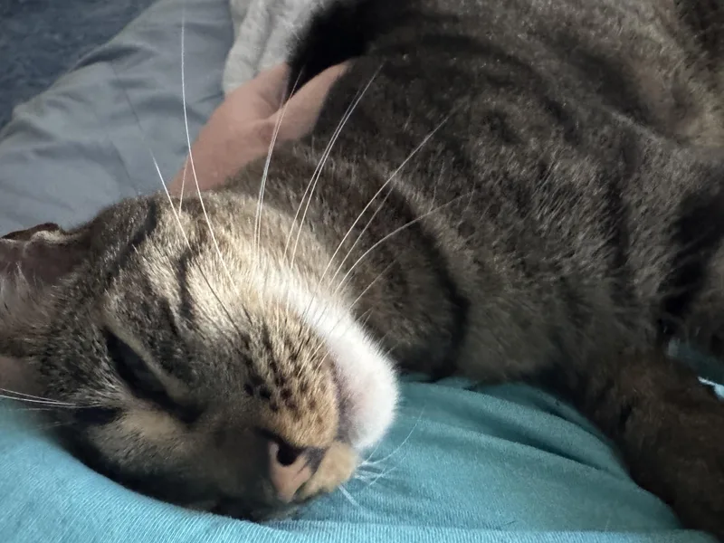 Cleo thumbnail 5