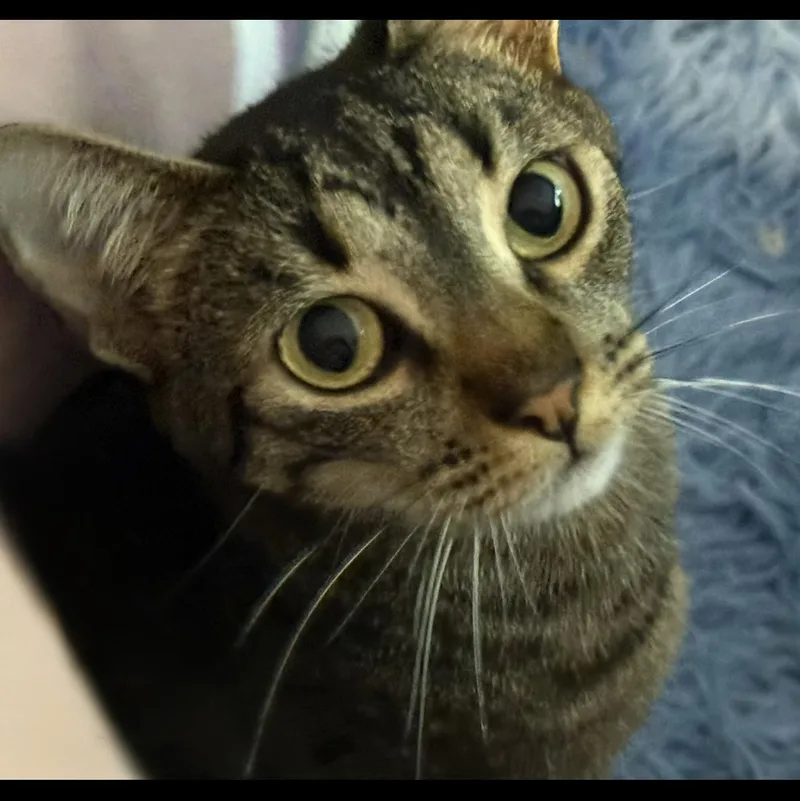 Cleo thumbnail 6