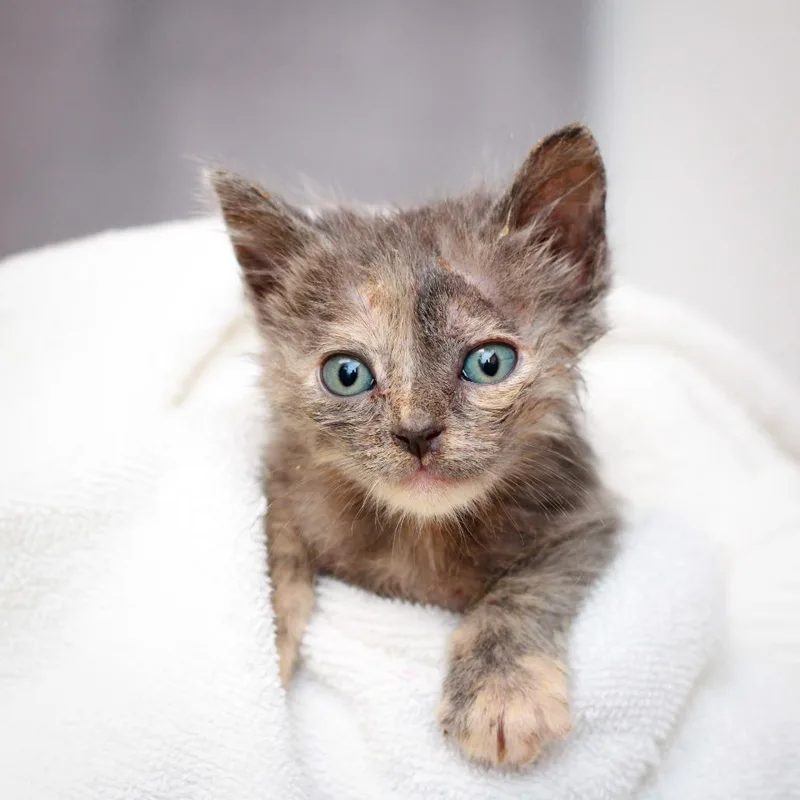 A baby small-sized female Gray / Blue / Silver Domestic Short Hair cat named Lobster for adoption in Hattiesburg, MS