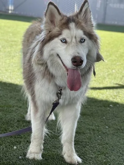 A young large-sized female Husky dog named Subawoo for adoption in Fresno, CA