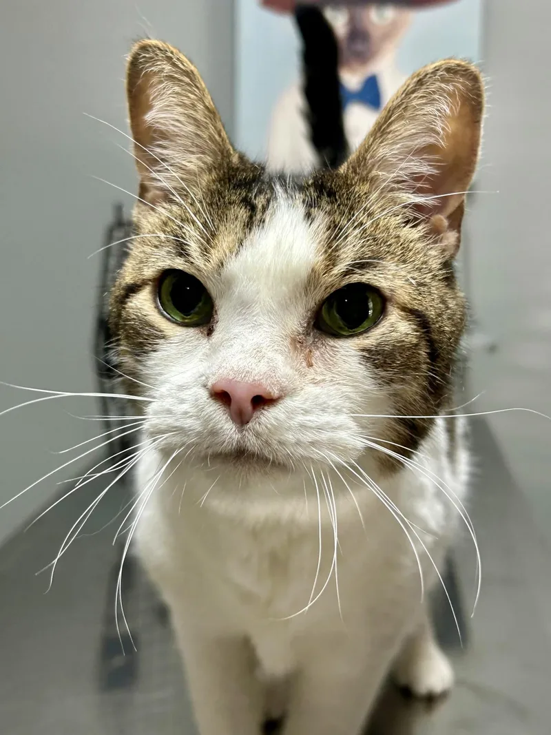 A senior medium-sized male Tabby (Brown / Chocolate) Domestic Short Hair cat named Sasha for adoption in Gallatin, TN
