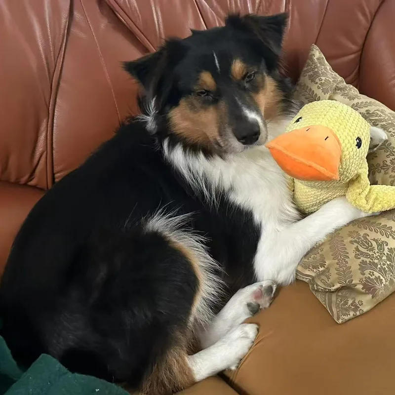 An adult medium-sized female Tricolor (Brown, Black, & White) Australian Shepherd dog named Hadow for adoption in Van Nuys, CA