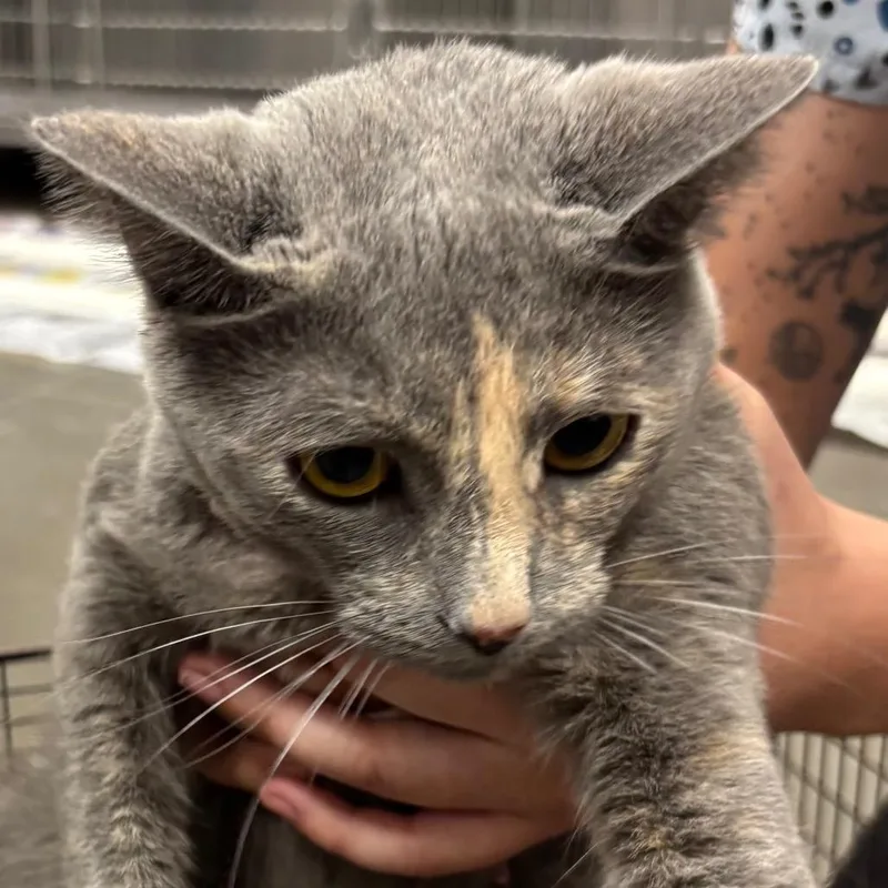 An adult small-sized female Gray / Blue / Silver Domestic Short Hair cat named Sarabi for adoption in Yuma, AZ