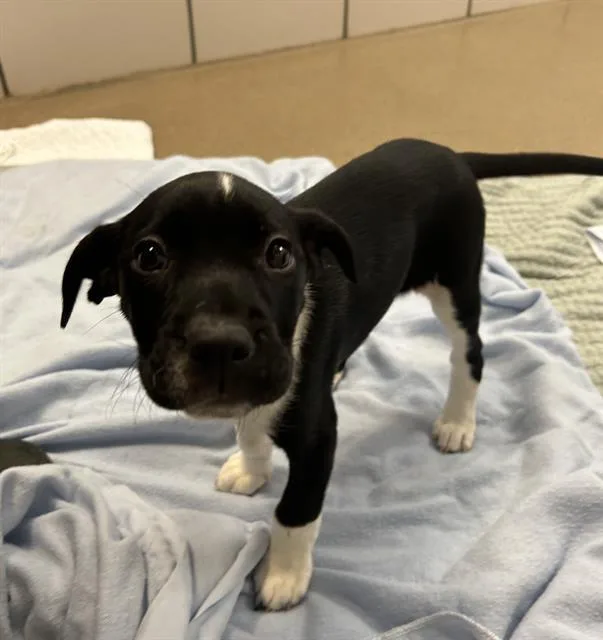 A baby small-sized female Pit Bull Terrier dog named Lani for adoption in Fort Wayne, IN