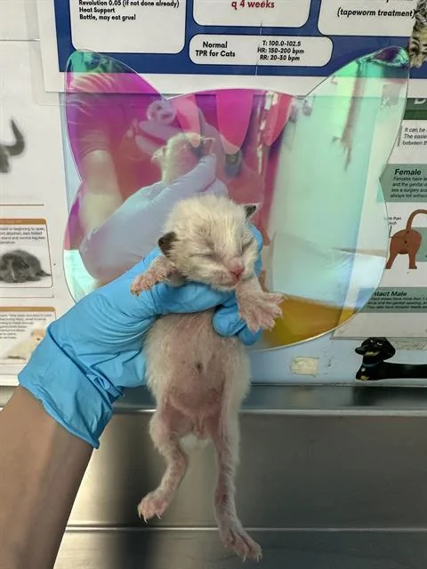 A baby small-sized male Domestic Short Hair cat named Frog for adoption in Bakersfield, CA