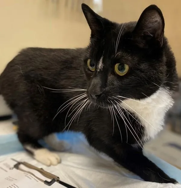 A senior medium-sized male Domestic Short Hair cat named Spooky for adoption in San Diego, CA