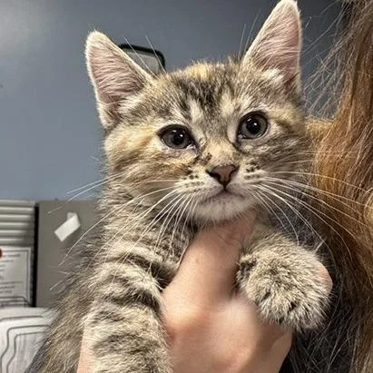 A baby small-sized female Torbie Domestic Short Hair cat named Ecuador for adoption in St Joseph, MO