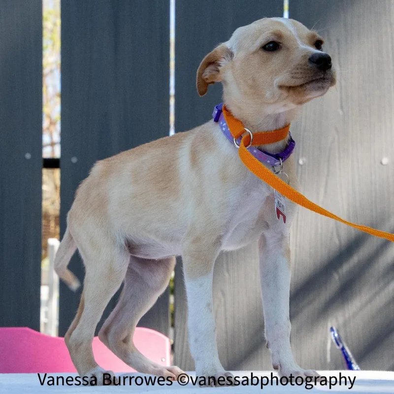 A baby small-sized female Yellow / Tan / Blond / Fawn Labrador Retriever dog named Heather for adoption in Wake Forest, NC