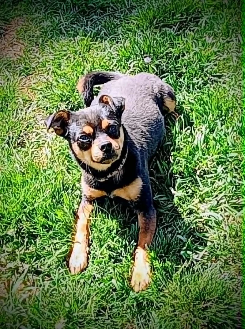 Sneaky Pete thumbnail 2