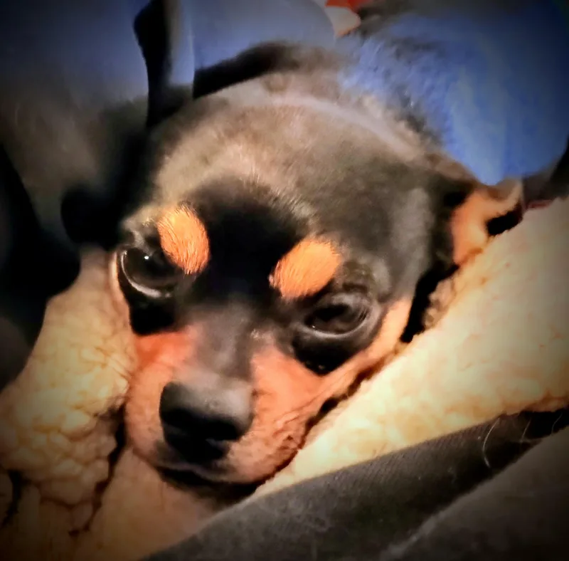 Sneaky Pete thumbnail 3