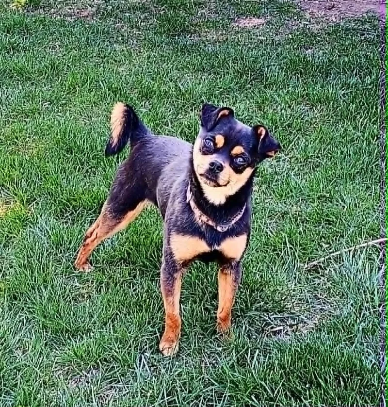 Sneaky Pete thumbnail 4