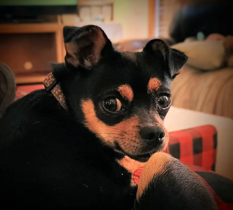 Sneaky Pete thumbnail 5