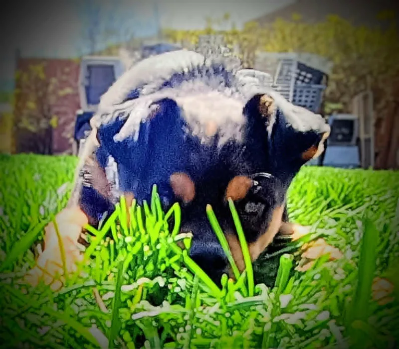 Sneaky Pete thumbnail 6