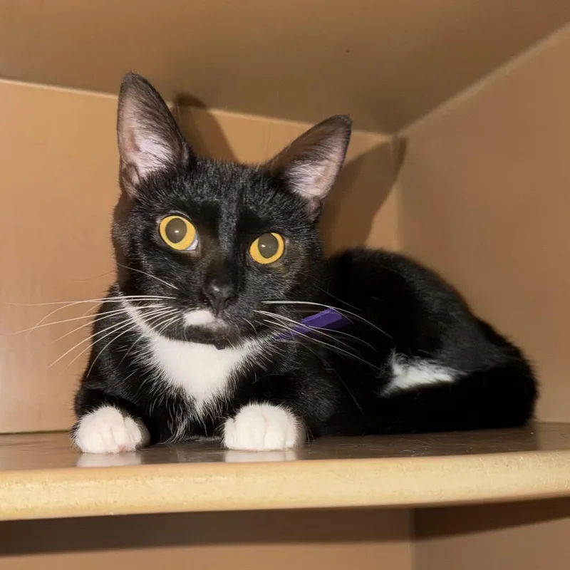 An adult medium-sized female Black Domestic Short Hair cat named Pearl for adoption in Madisonville, KY