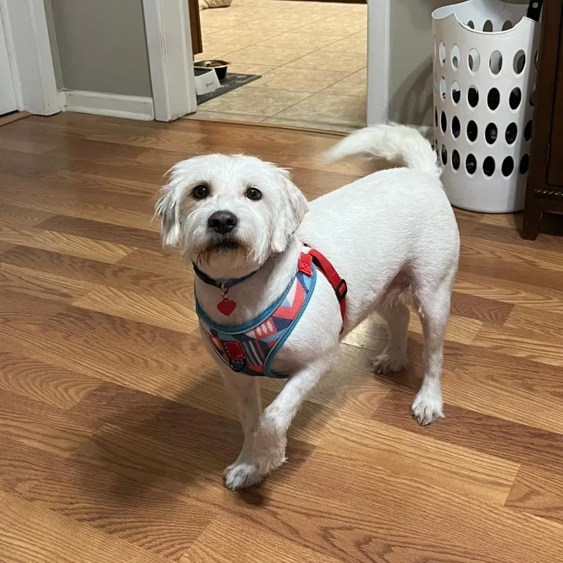 An adult medium-sized female White / Cream Terrier dog named Nugget for adoption in Baton Rouge, LA