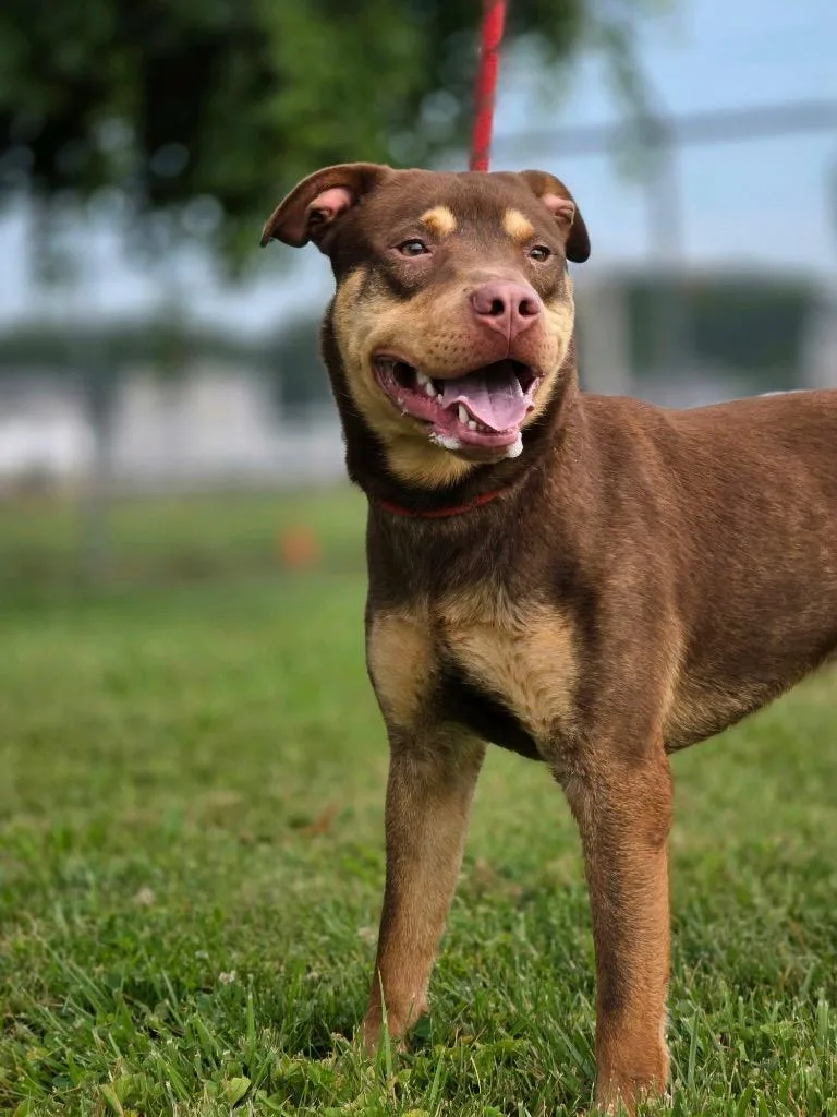 A young medium-sized male Pit Bull Terrier dog named Gunner for adoption in Huntington, IN
